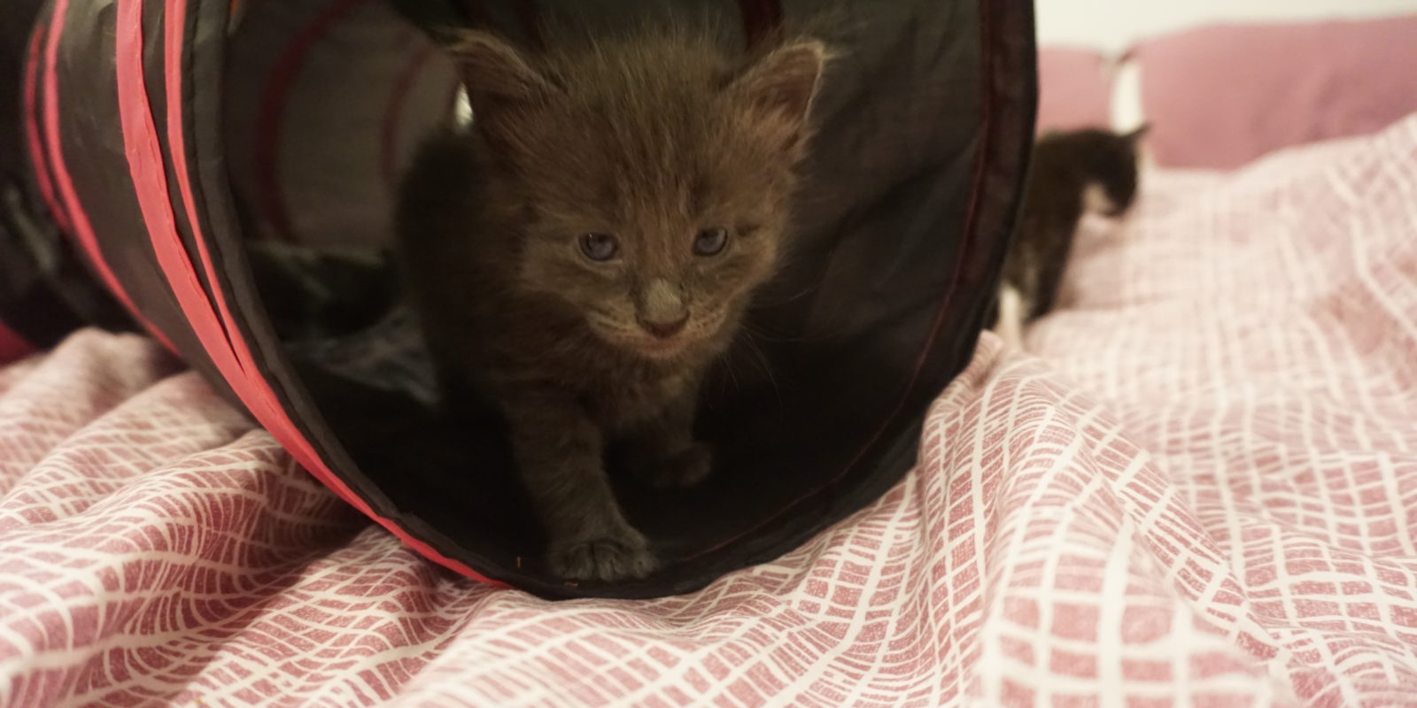 Frequently Asked Questions Kittens Pet Fixer Mobile & Virtual Veterinary Service